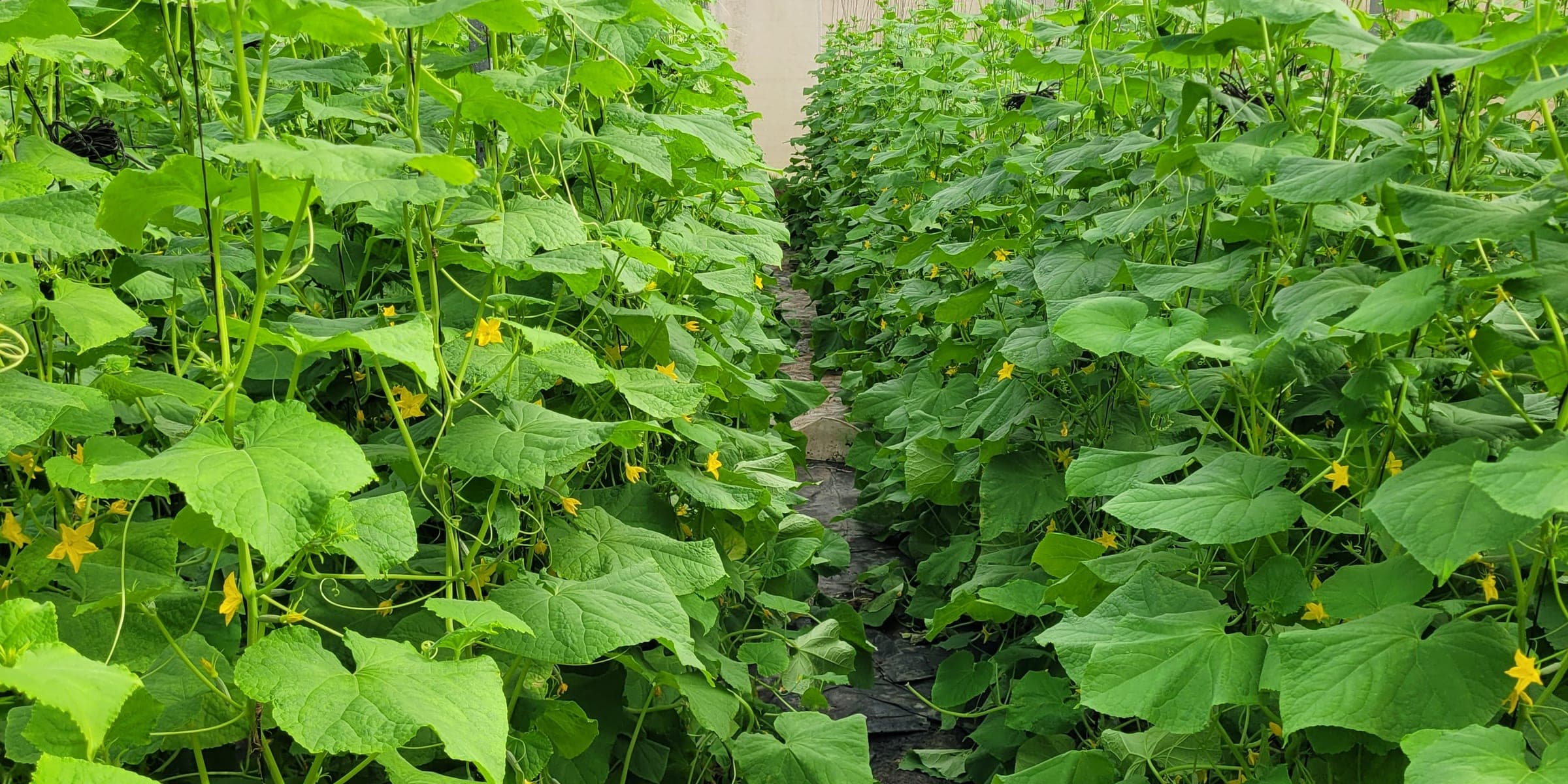 Rows of cucumber plants trained up strings on either side of a greenhouse aisle.