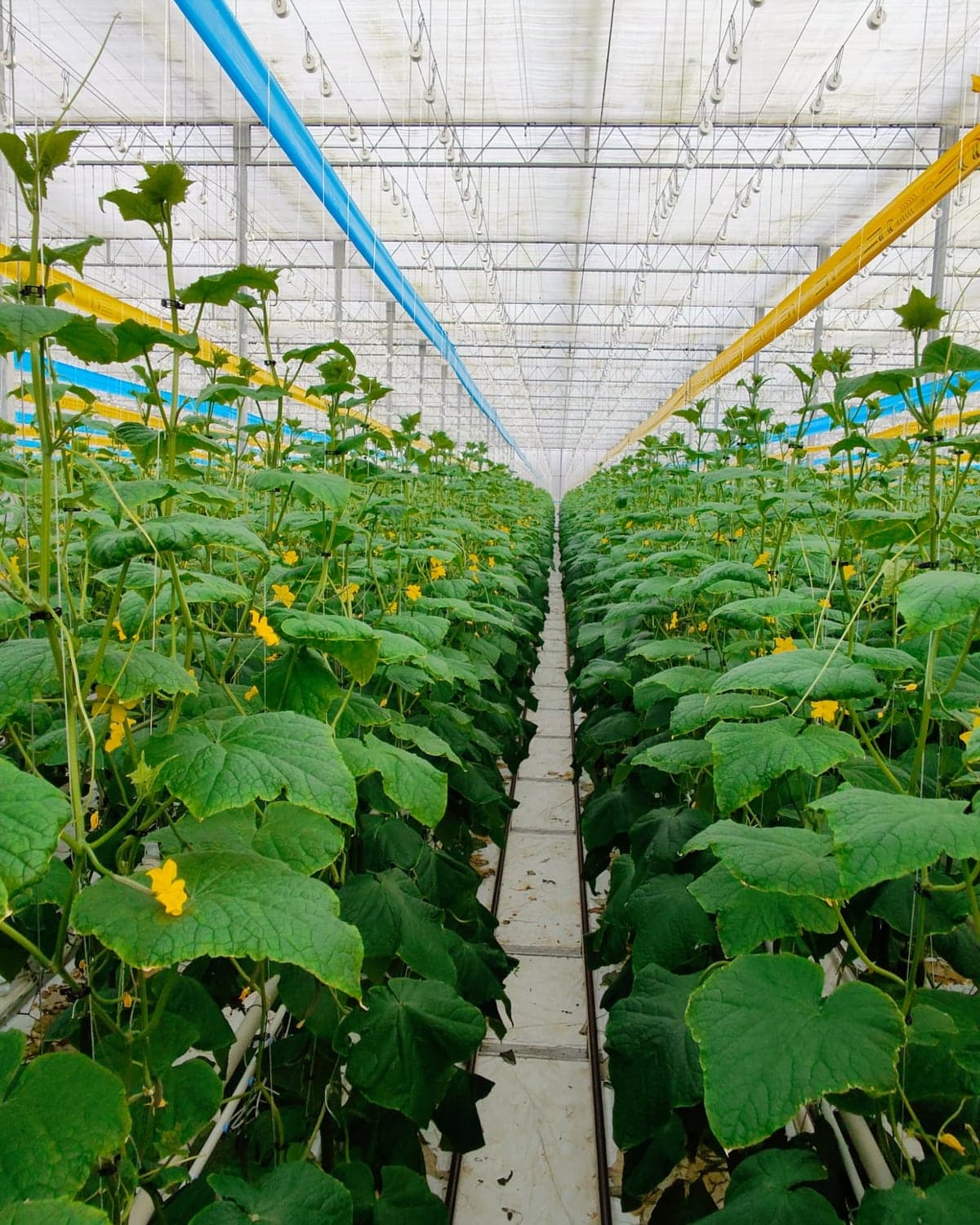 Long rows of flowering cucumber plants trained up high wires inside a glass greenhouse.